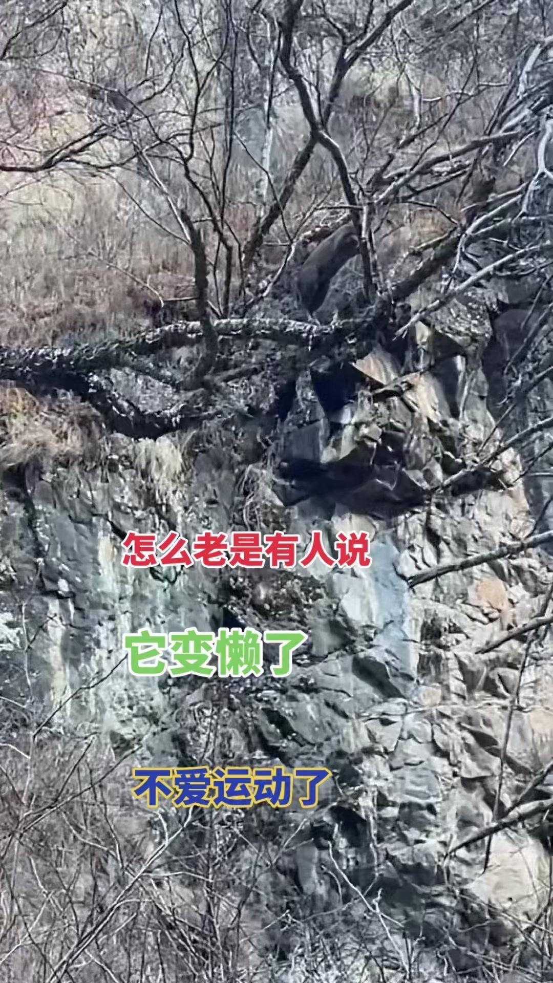 为什么说林麝变懒了？很多人觉得林麝不爱运动，其实只是它的习性使然。林麝看似慵懒，