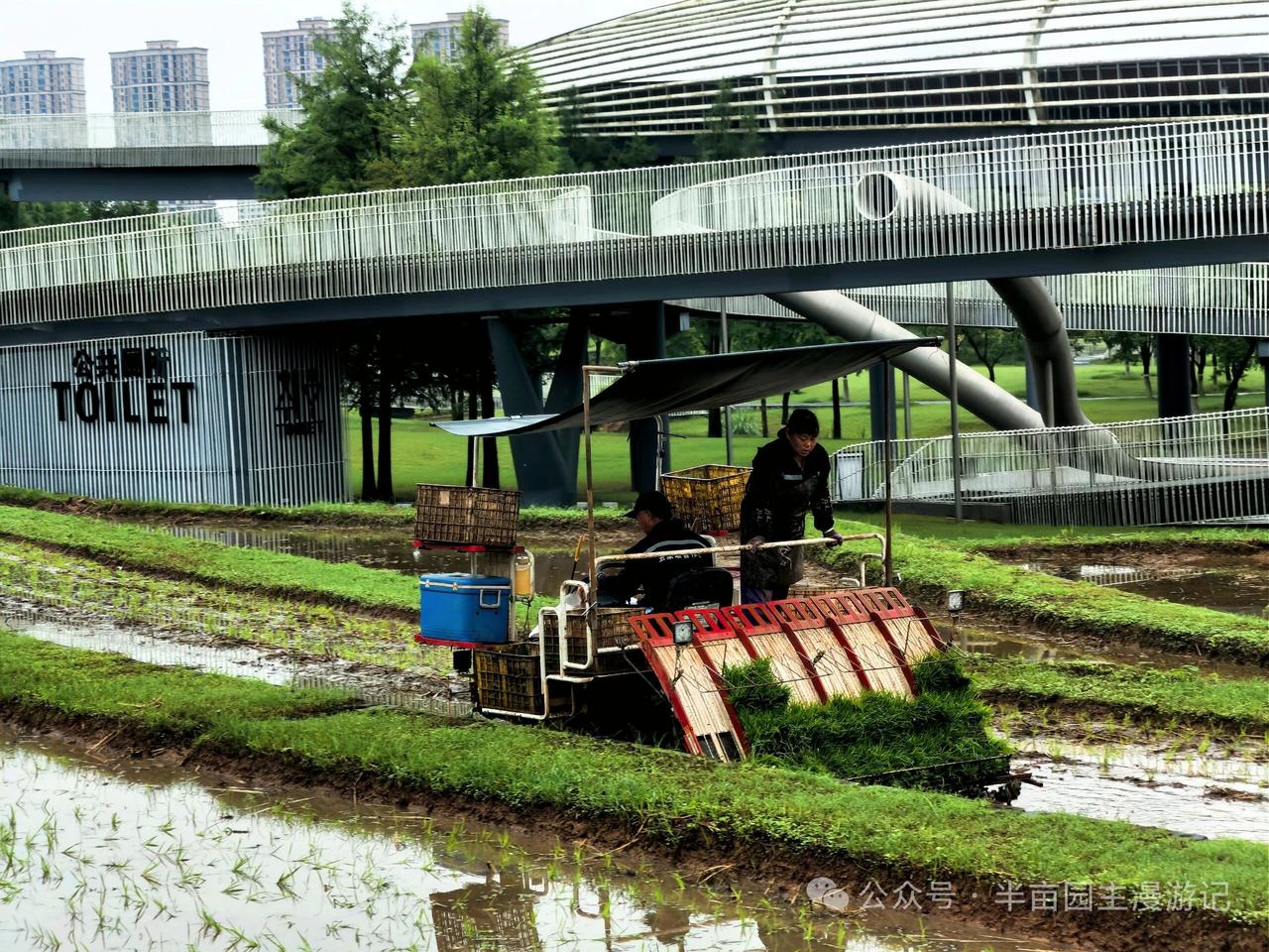 宜昌卷桥河湿地公园又开始插秧啦！
等到了秋天，市民又可以在城市里“喜看稻黍读千重
