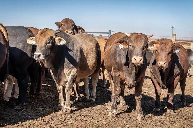 制裁不过夜!不给澳方喘息机会

2025年12月31日，澳方发声：中方围岛演习是