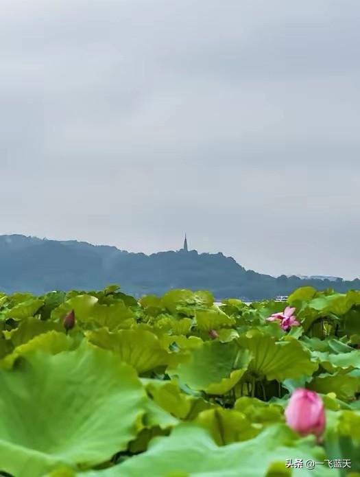 七律·杭州行吟
东南形胜冠钱塘，烟雨楼台墨韵长。
十里荷风翻碧浪，三潭桂影酿秋光