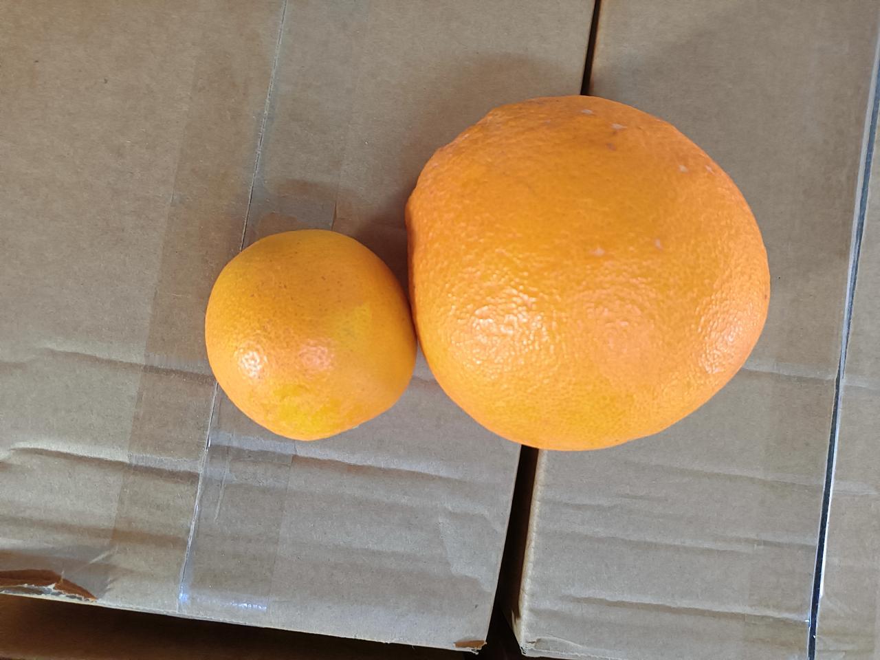 冬日生活打卡季橙子成熟的季节，这个季节还有鲜花。