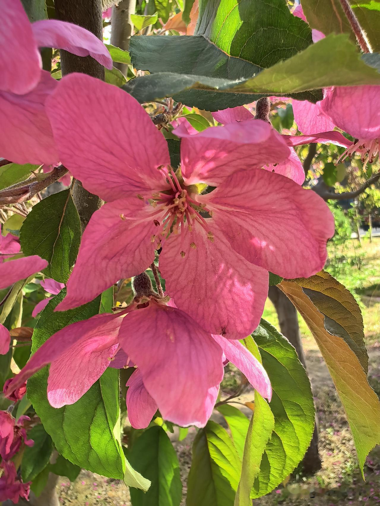 清晨光景随手拍晨光漫过窗棂，风带着微凉的温柔，万物都在慢慢苏醒。不用刻意追赶，只