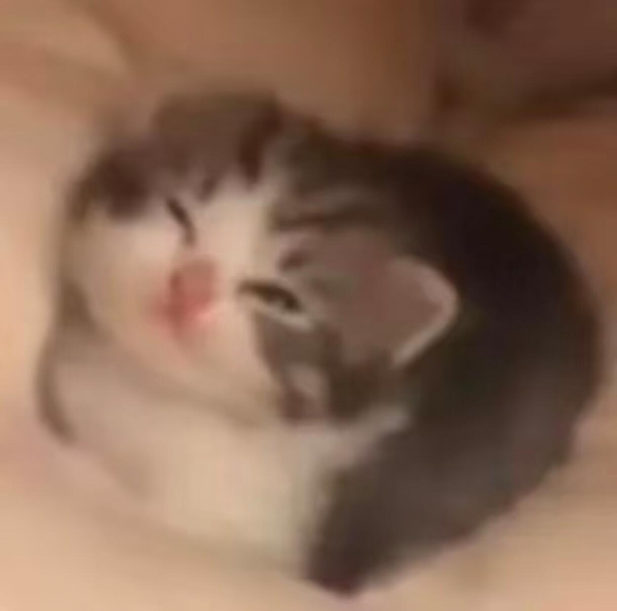 咪，你看起来小小的。审小咪积累