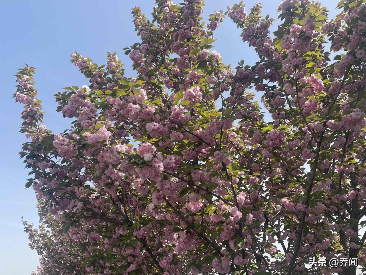 【七绝•一壶煮酒度流年】
一壶浊酒度流年，两袖清风赋散闲。
几许梨花飞过岸，红尘