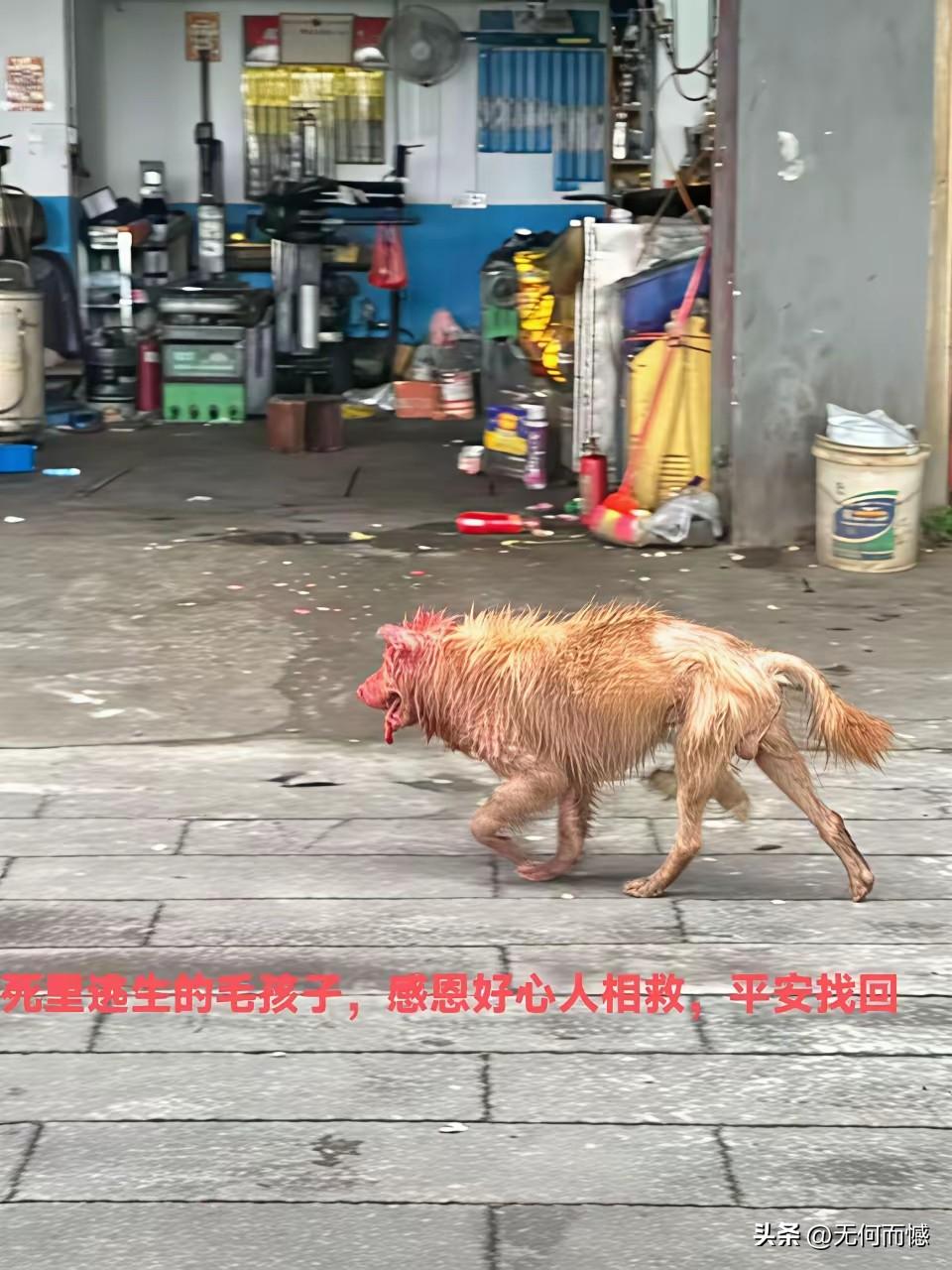 衡阳这只从屠宰场死里逃生的小狗，终于遇到好心人了，现在已经被好心人救下来了，小狗