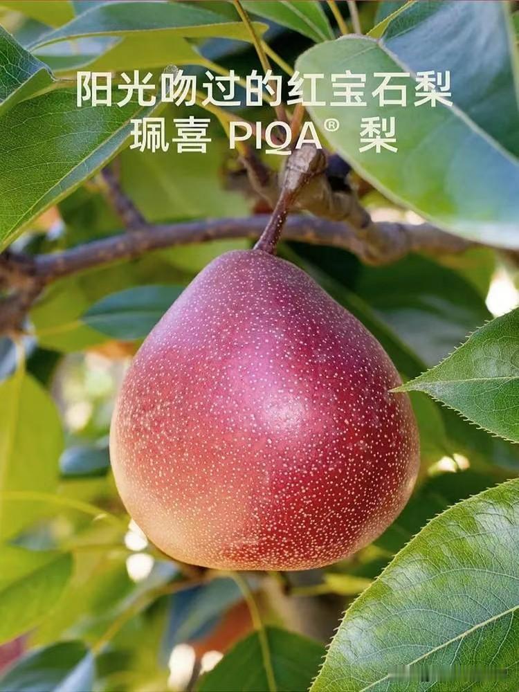 真心话茶局鲜果乐