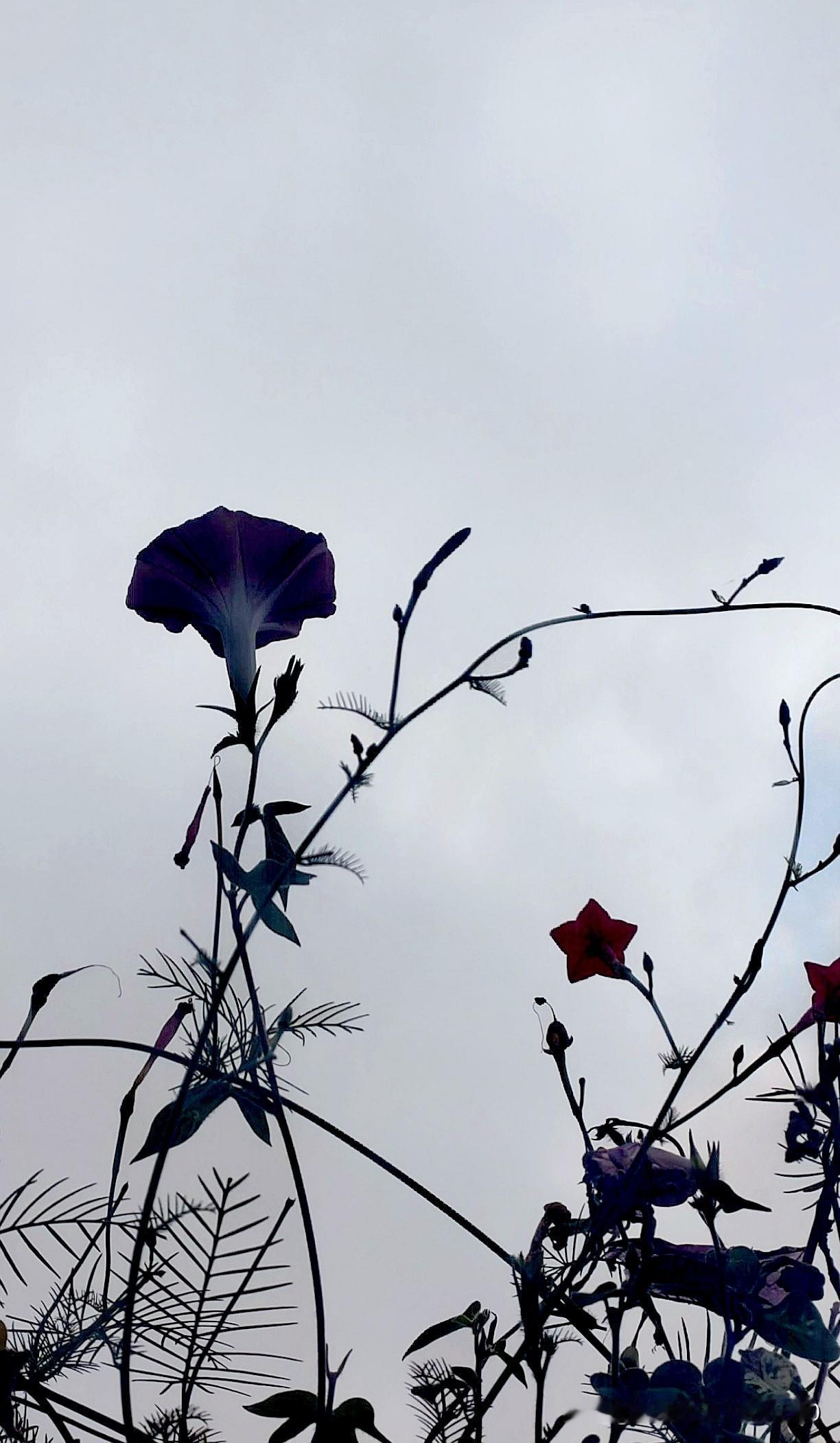 漂亮牵牛花