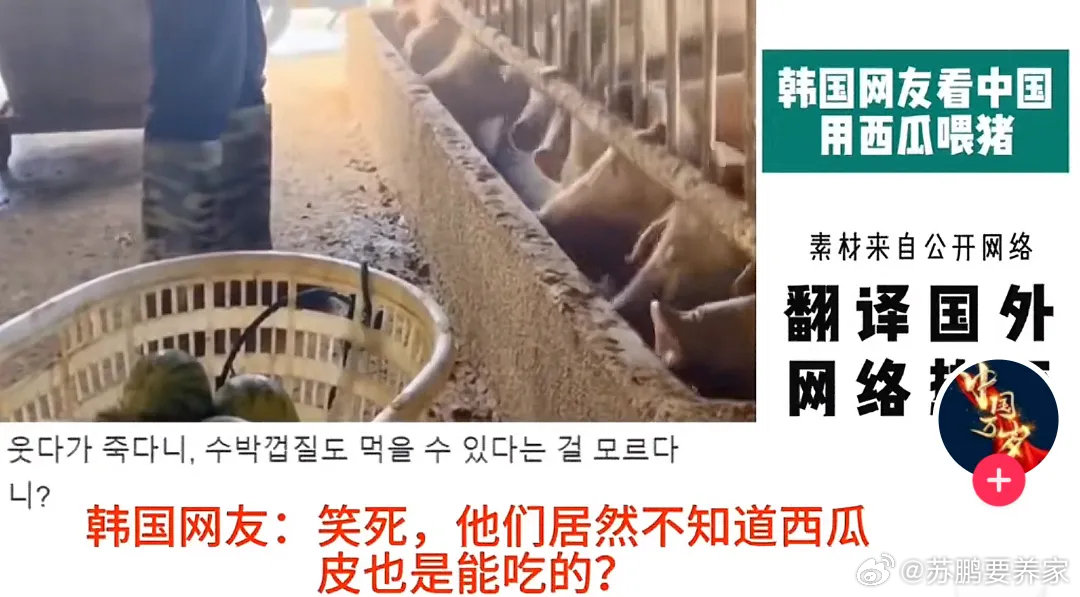 看到韩国网友，对中国人用西瓜喂猪的评价，终于理解了什么叫人无法去评价他不理解的事