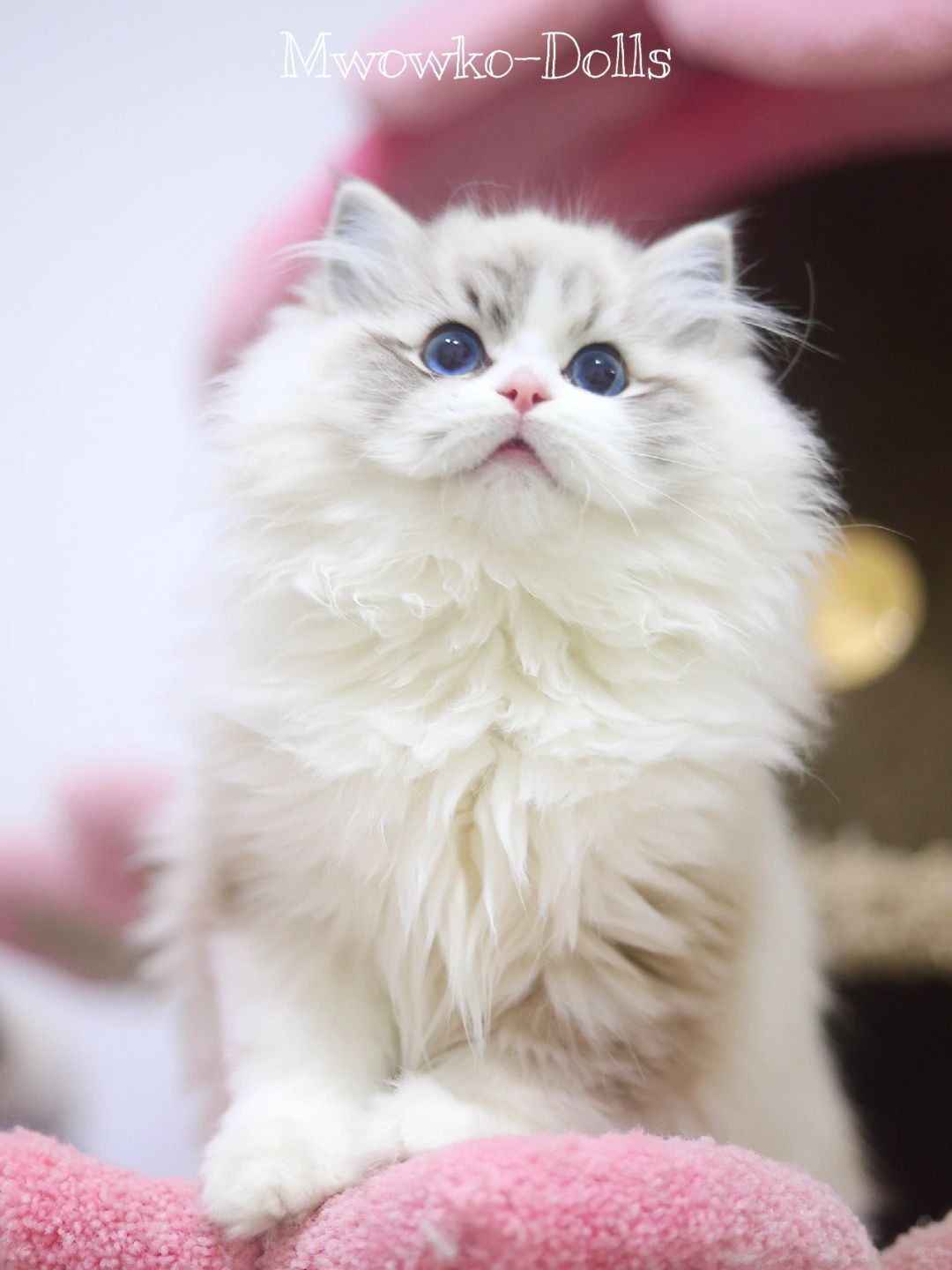 我家小猫怎么这么可爱！！！🥹