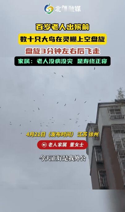 灰喜鹊低空盘旋三分钟，

老人刚走它们就来了，

到底为啥？

4月21日清晨，
