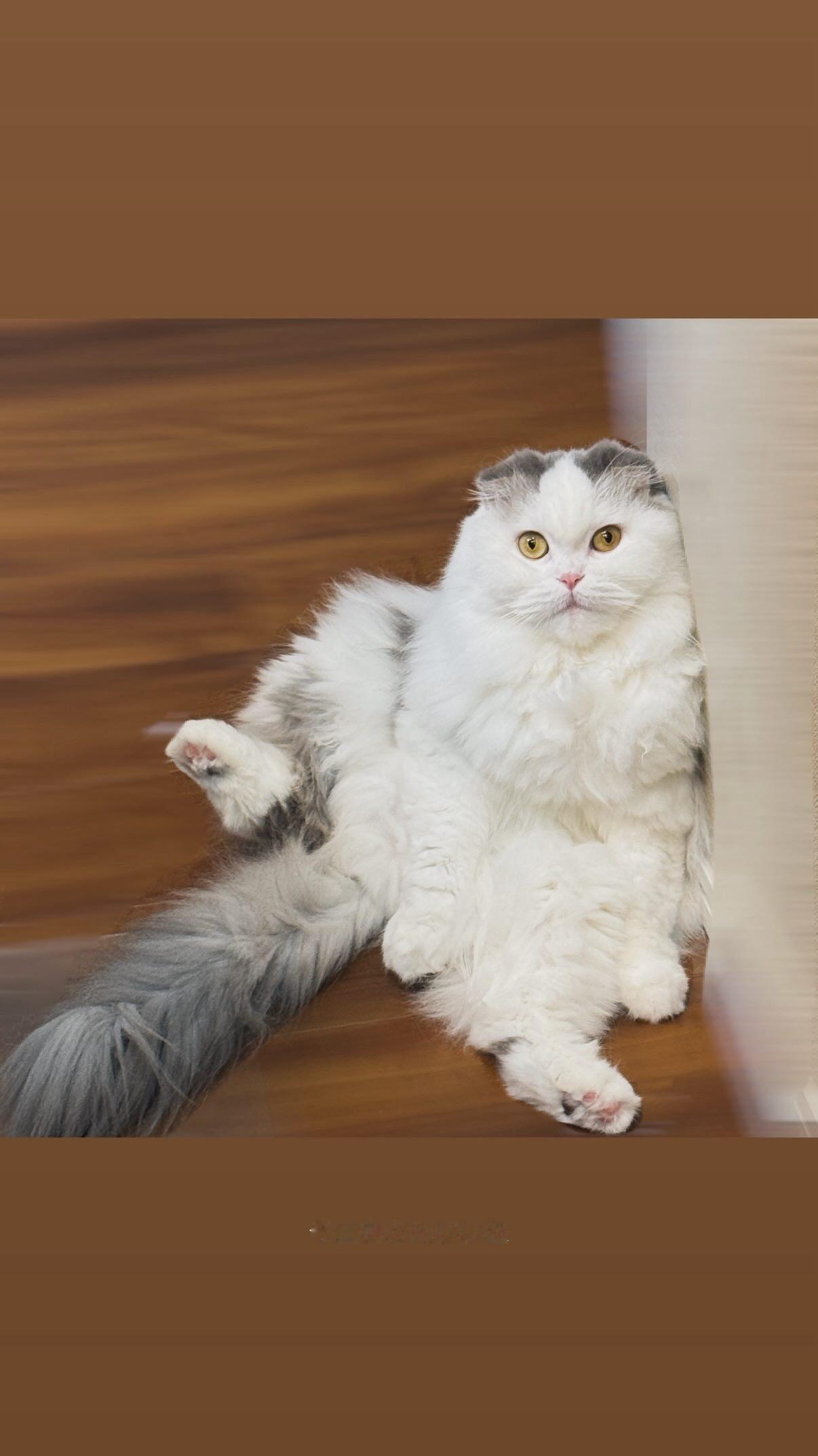 吉田綾乃クリスティー