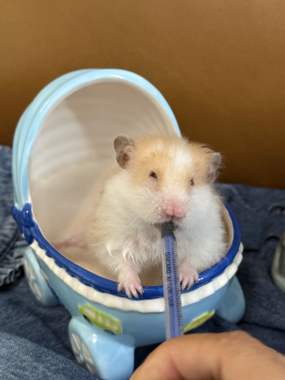 鼠鼠艺术照：橘花篇