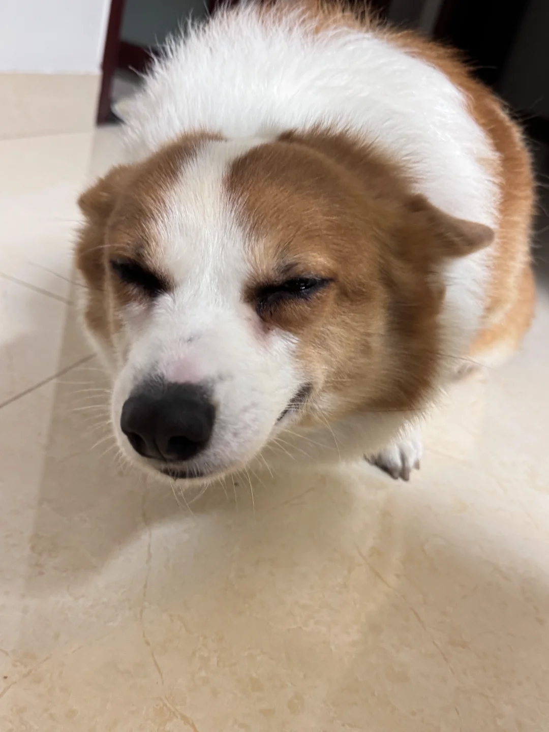 这个鬼样子……养狗的应该都懂……