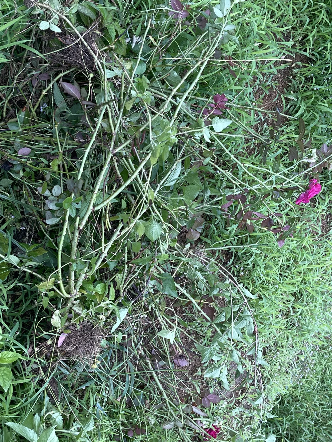 挖掉美人丽芙
