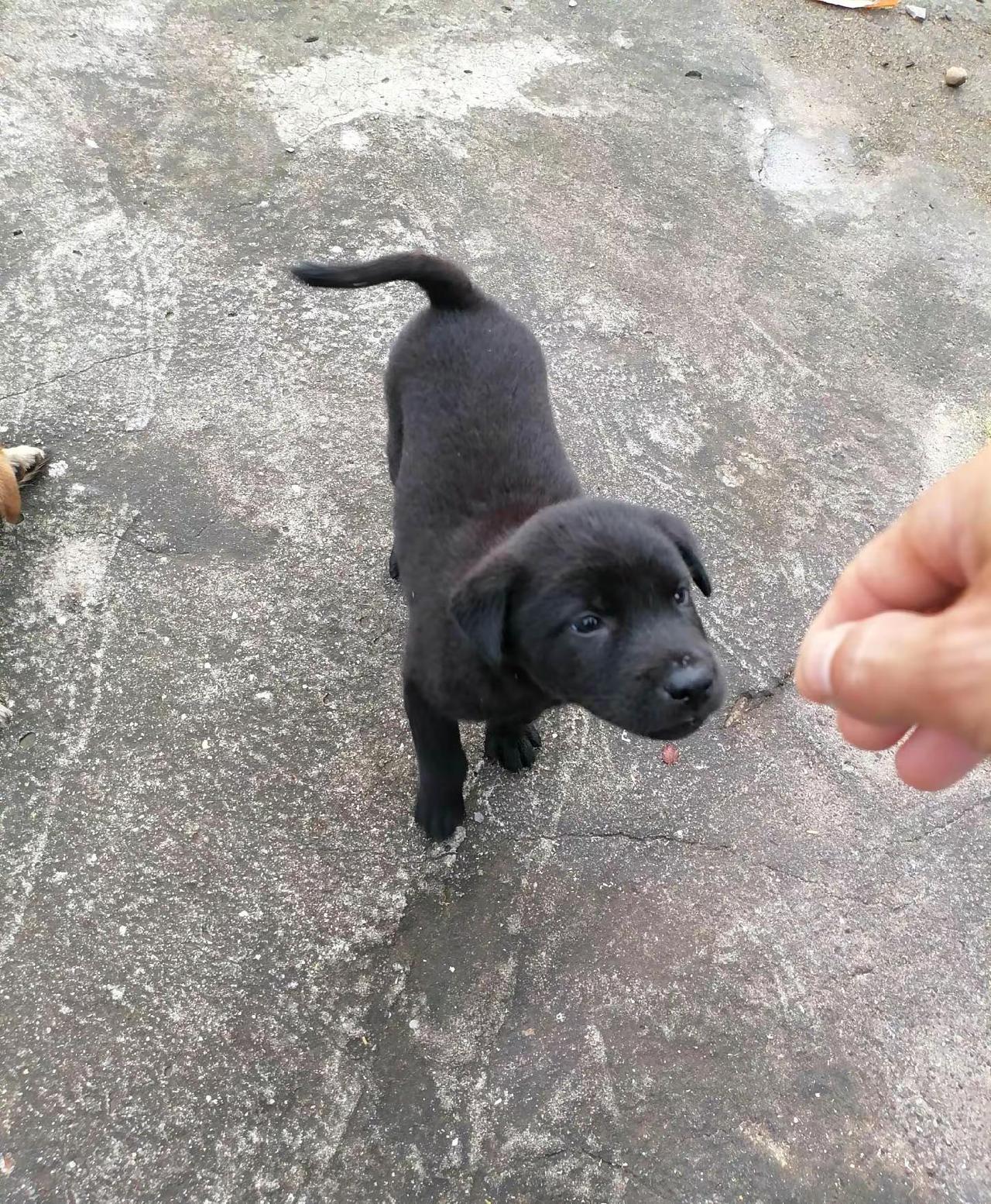 家有中华田园犬 农村土狗 小狗🐶 小奶狗 不养狗不知道养狗的乐趣