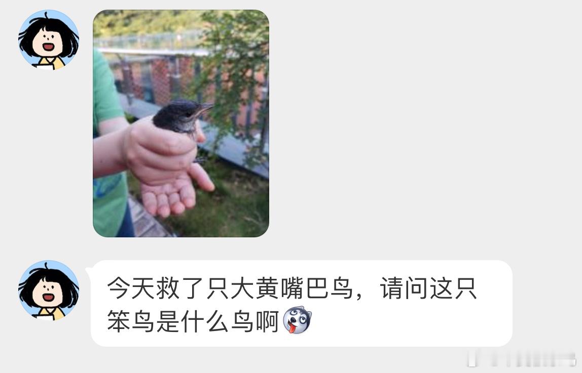 #鸟粉投稿# 把握良鸡环节被命运握住的【鹊鸲qú】鸟鸟牌甜筒（bushi ​​​