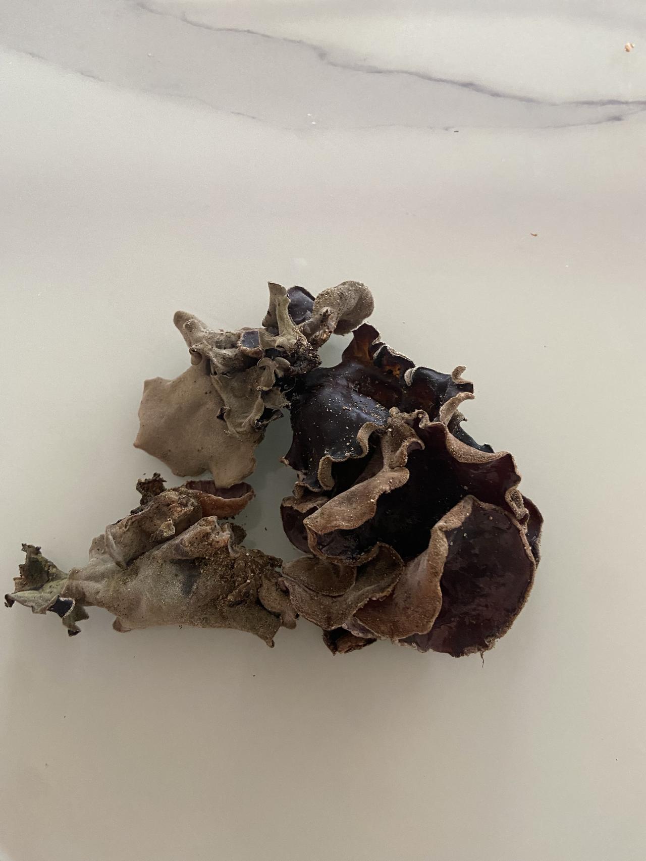 昨天妹妹冒着小雨出去瞎逛，居然给我带回来这么一堆野生木耳！这褶皱、这质感，一看就