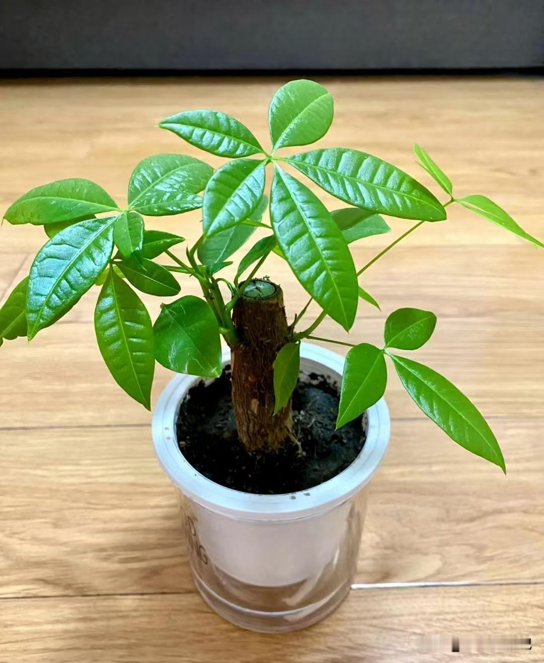 请大家指点一下，发财树怎么养才能发财？