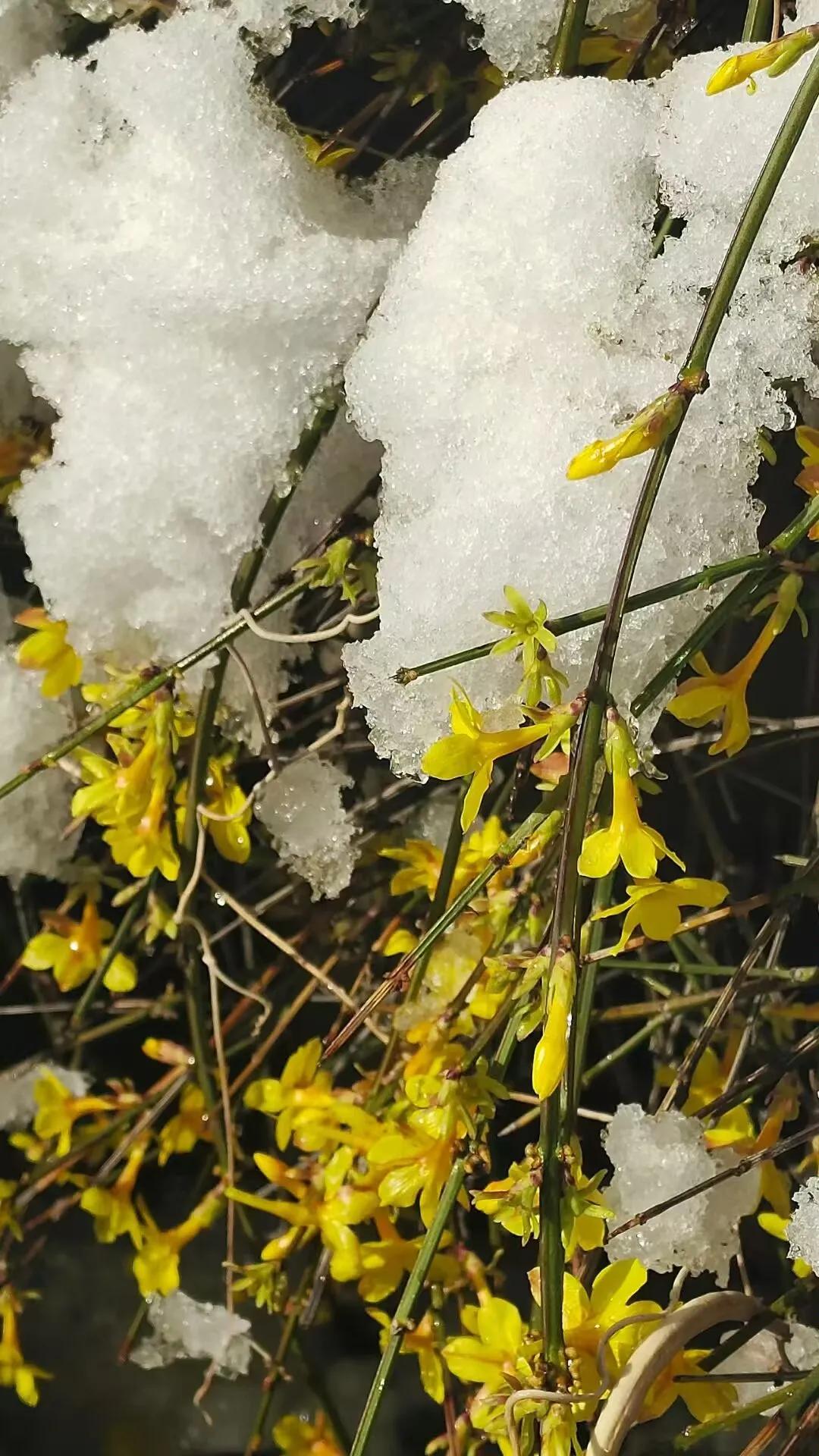 青岛下雪啦浦大喜奔真是个好消息。刚刚六点起床想去爬山。看一眼窗外马路上的车怎么开