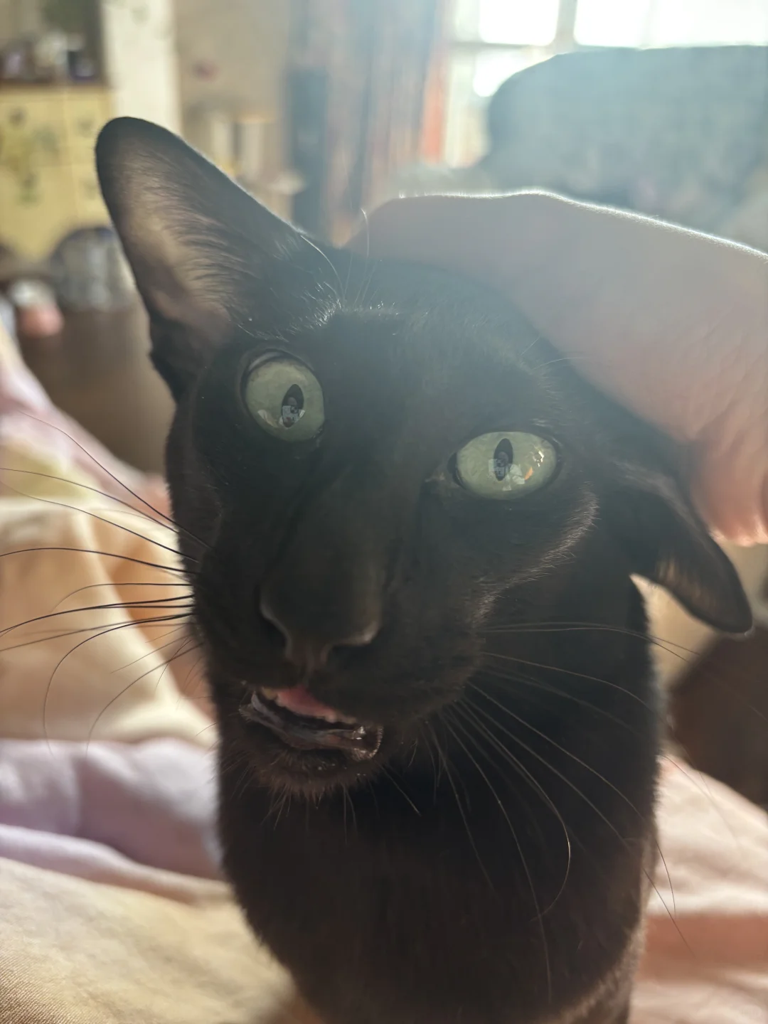 我们才不是驴，我们是小猫咪
