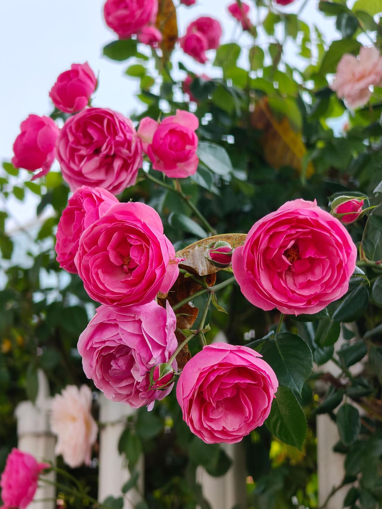 用摄影看世界 爬藤月季