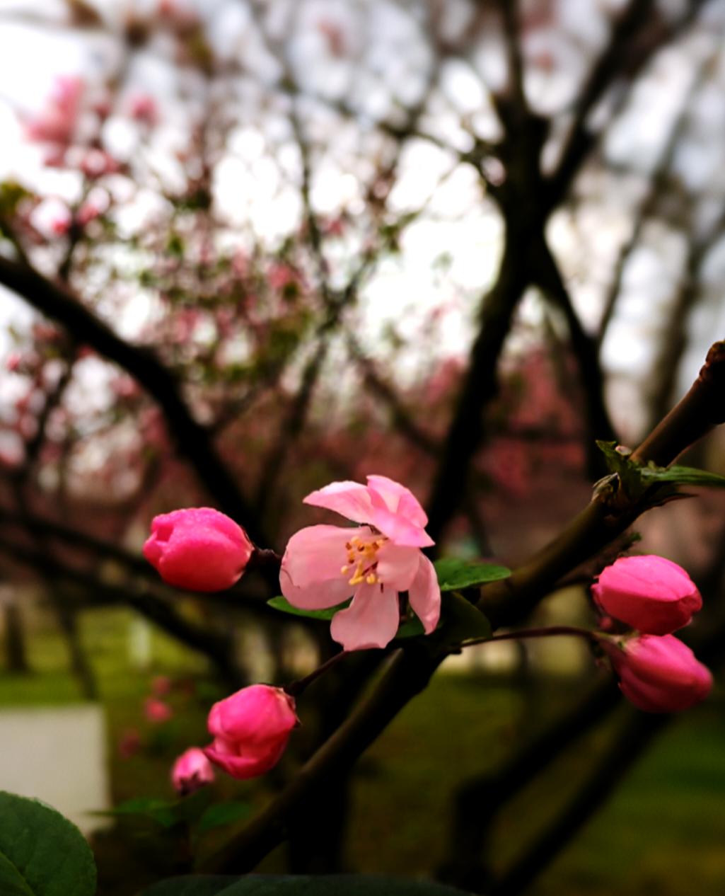 枝桠上的海棠攒着劲儿，粉嘟嘟的花苞像攥紧的小拳头，只等一阵暖就“嘭”地炸开。刚开