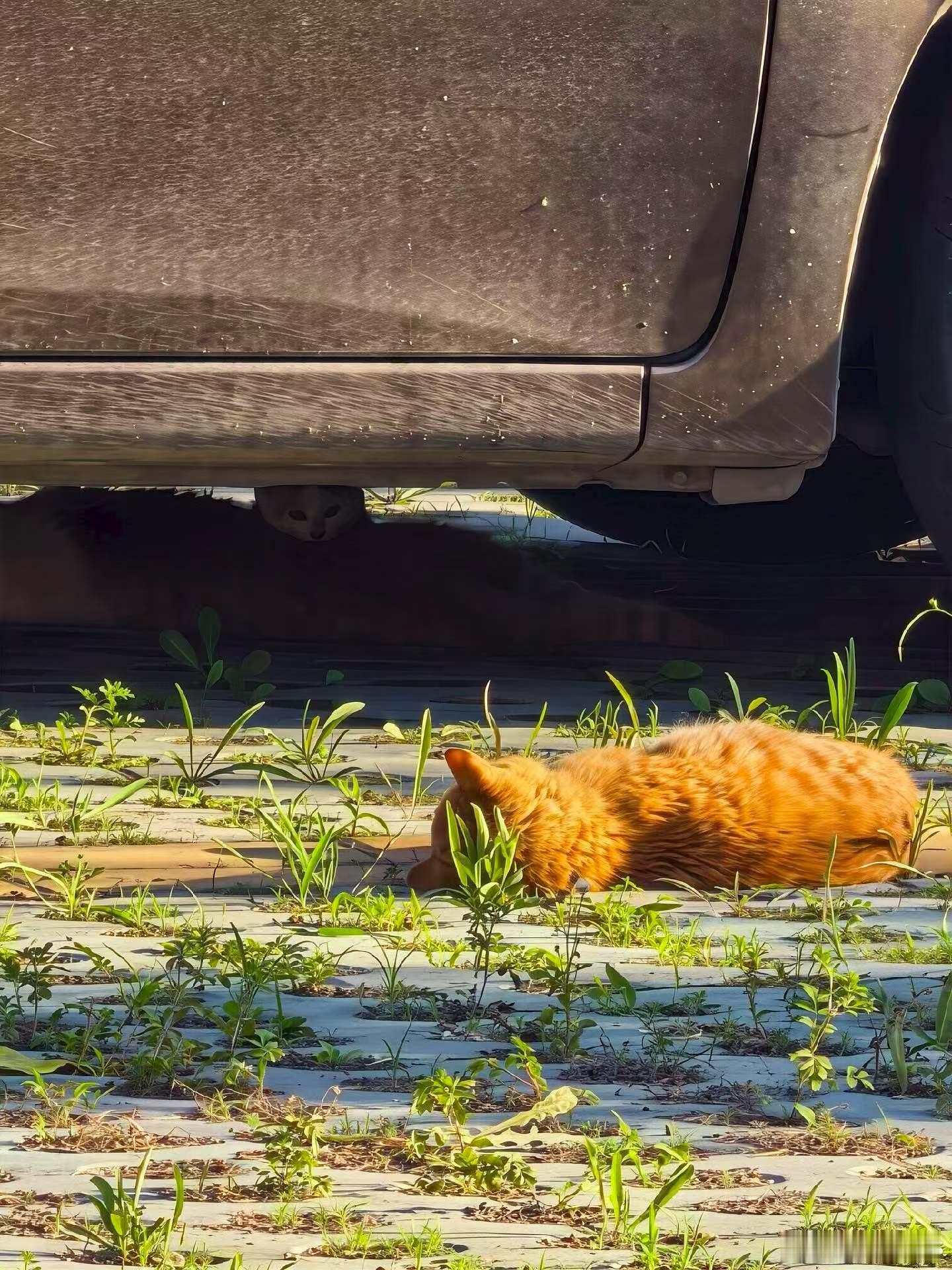 猫！ 
