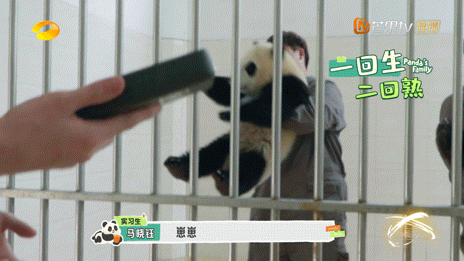 看到熊猫们亲昵地窝在饲养员身上，那憨态可掬的模样，真让人心生怜爱。要是能拥有一只
