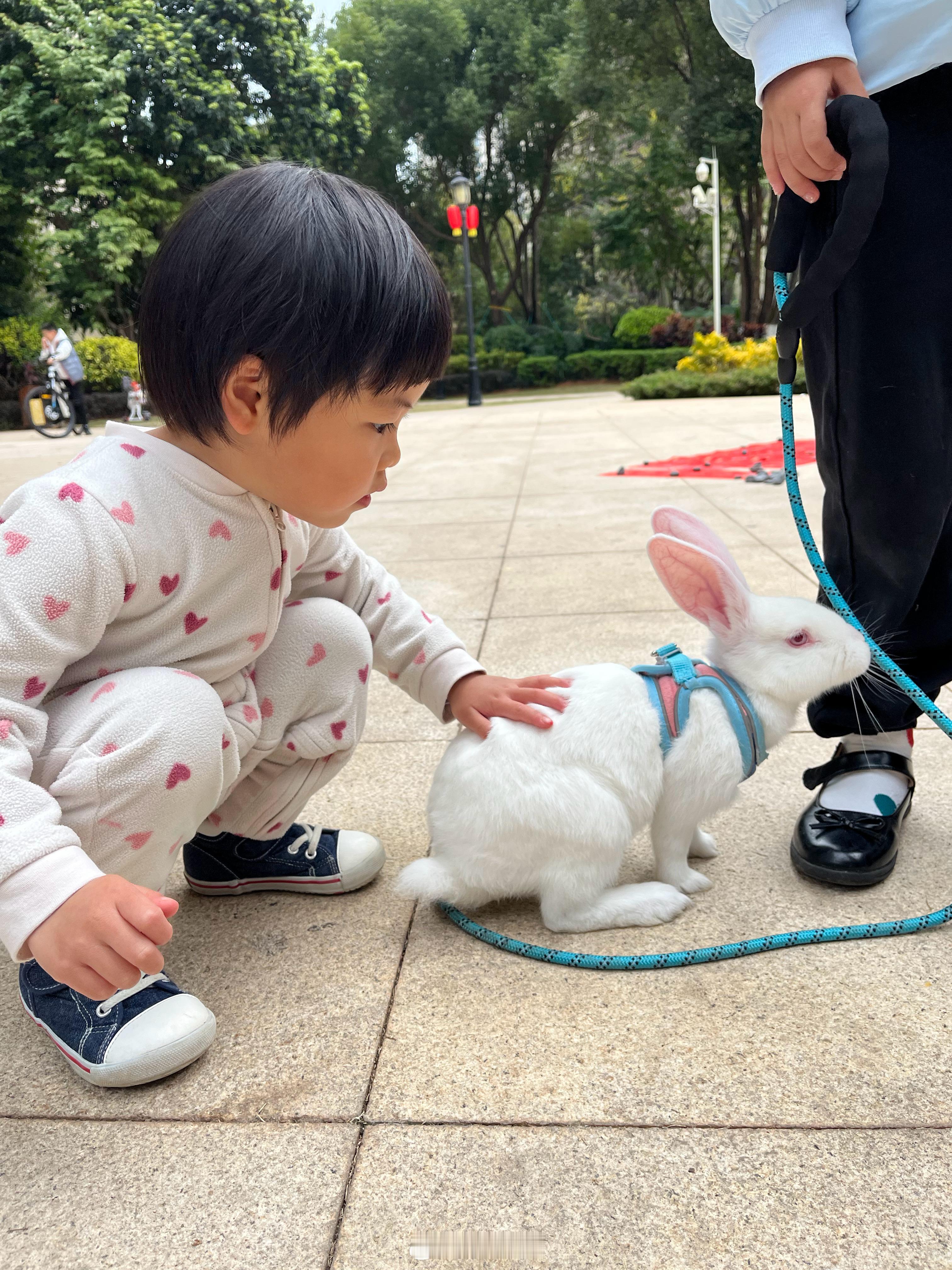 我们小区也太卧虎藏龙了吧？活这么多年第一次见有人遛兔子