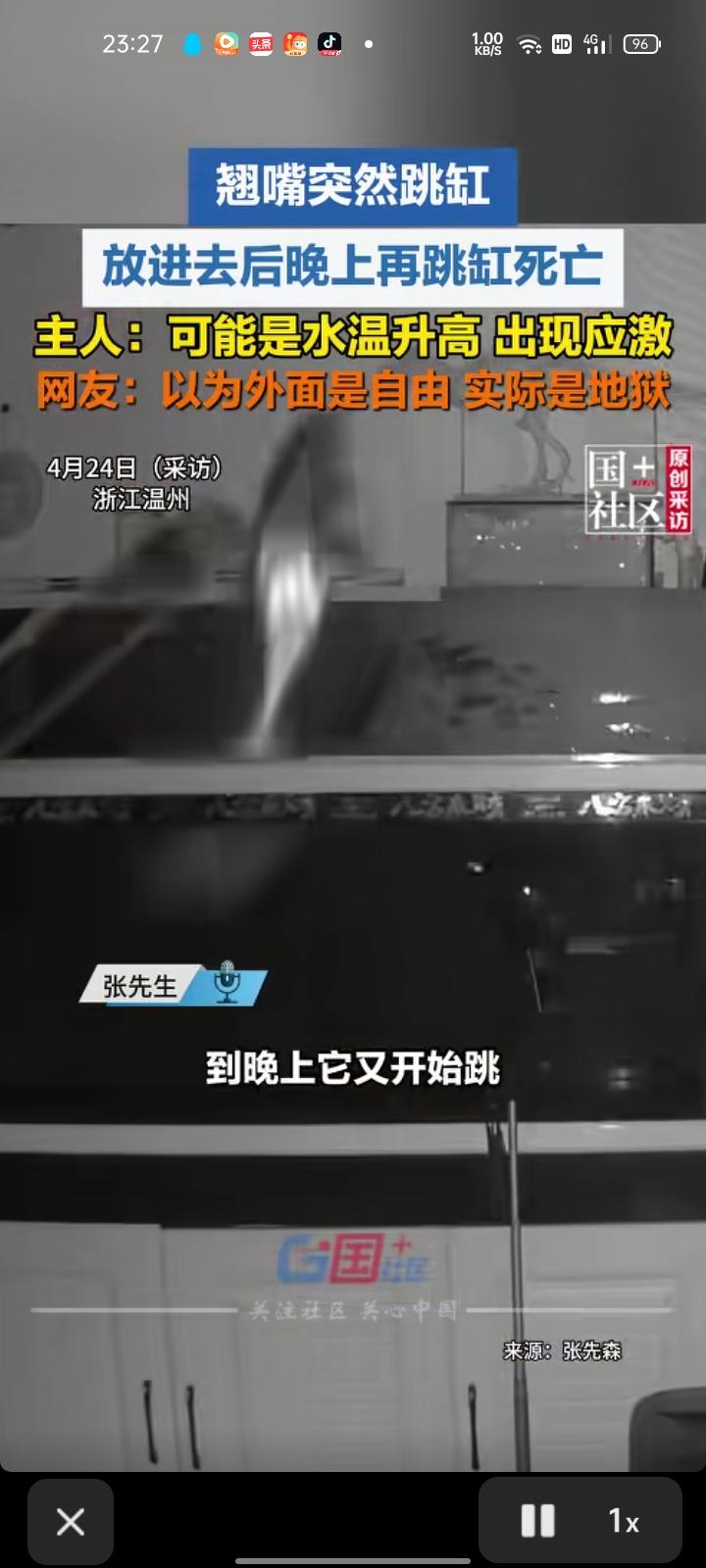 4月21日，温州乐清市。监控画面显示，翘嘴突然跳缸，鱼放进去后晚上再跳缸死亡。