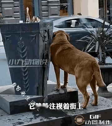 好心人！
这是一个爱狗人士，深知狗狗的所求，看到了狗狗想喝水，成全狗狗之美，老人