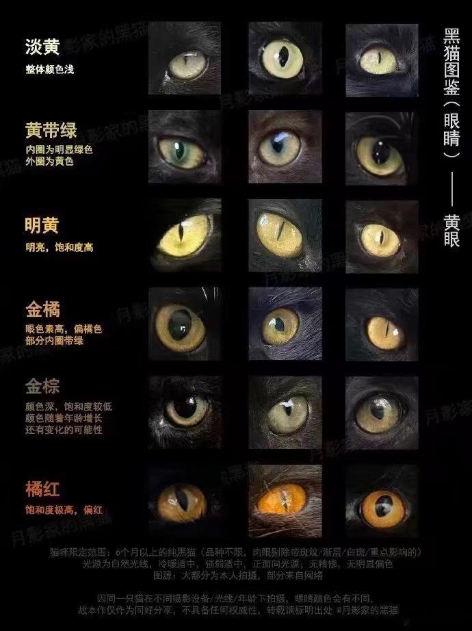 以防你们没看过黑猫眼睛颜色合集 