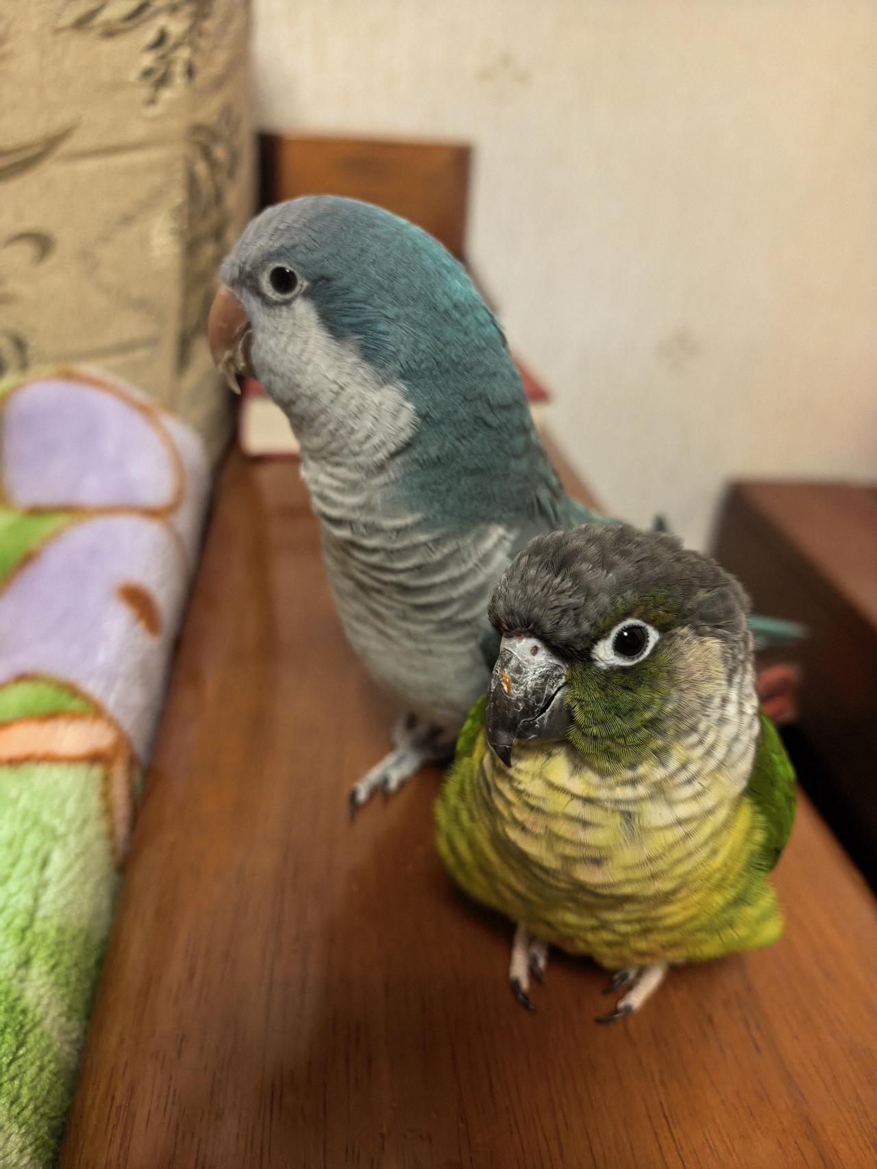 两只可爱的小鸟。
和尚，小太阳哥俩好！