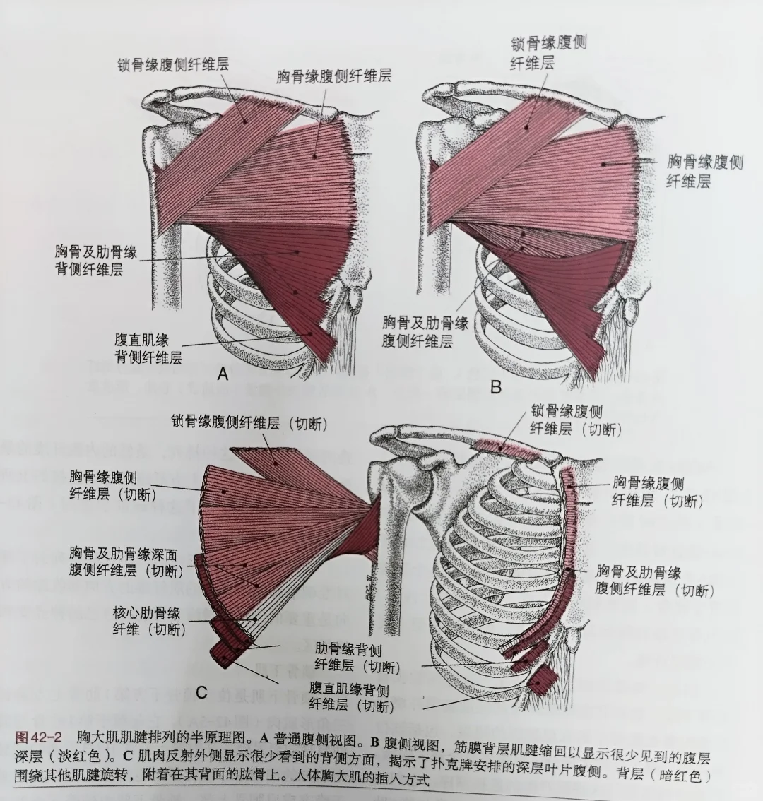 胸大肌和锁骨下肌相关解剖