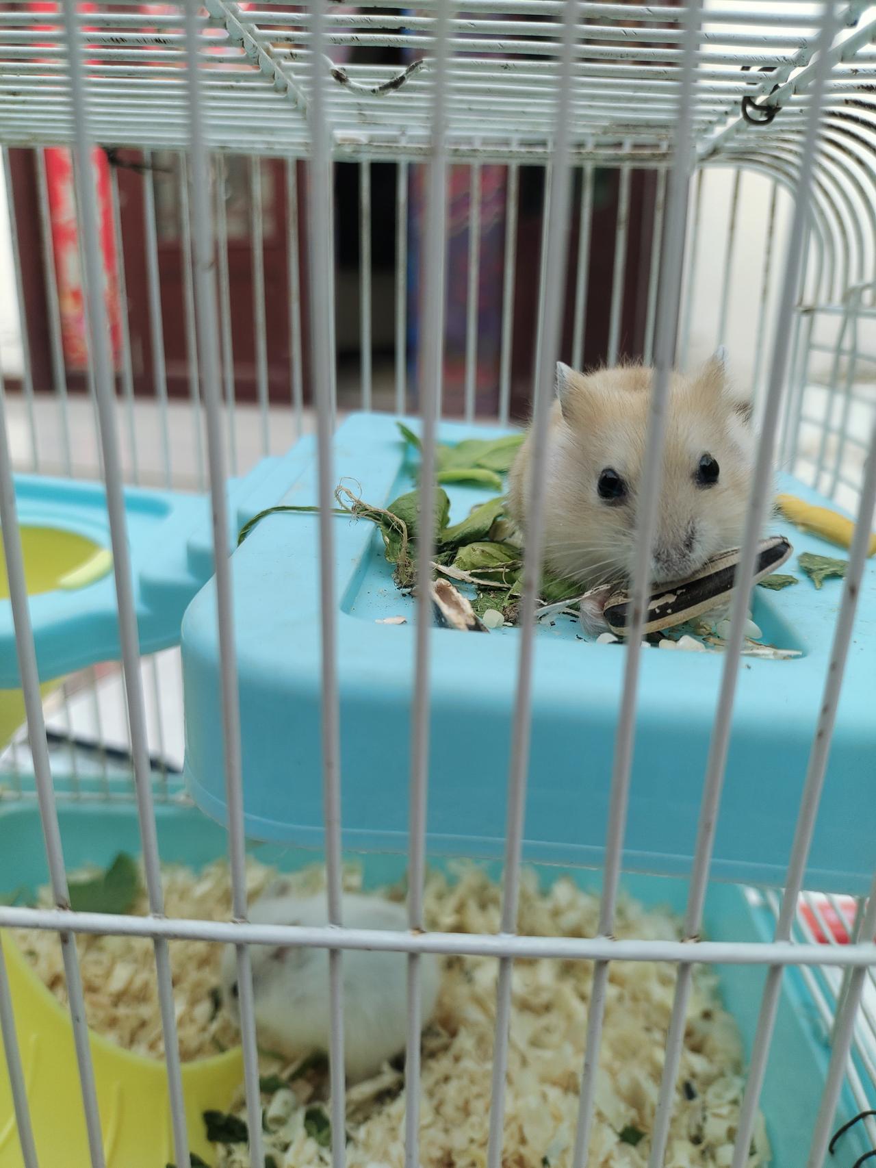 冬日生活打卡季各位友友，你们家小朋友有没有养小动物，这两个是我家养的小仓鼠，都挺