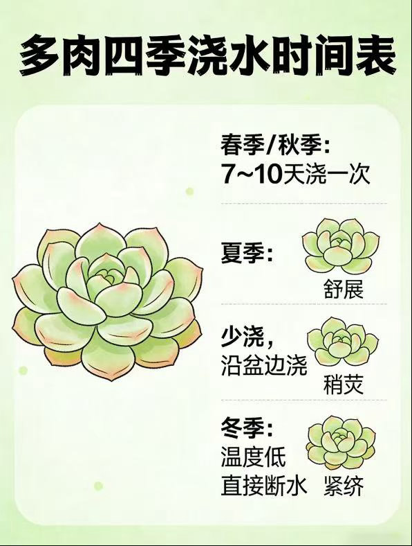 不能富养的多肉究竟怎么养多肉喜欢洗澡式的浇水方式 把多肉的根系想象成一个储水罐，