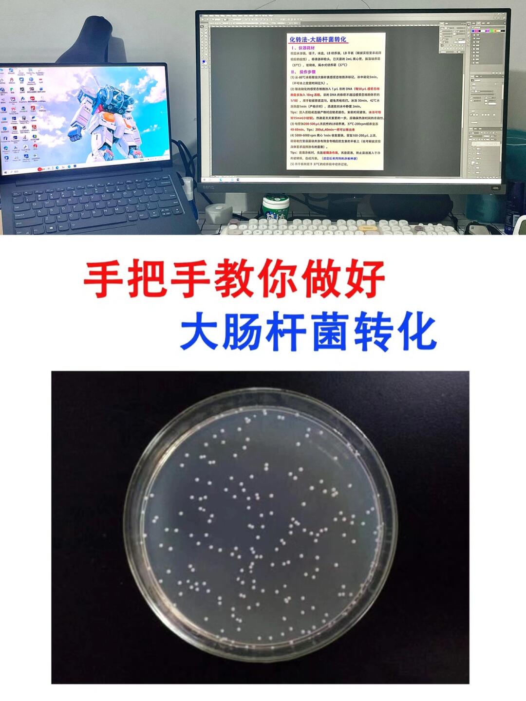 导师以为你会🔥但不一定教你的质粒转化技术