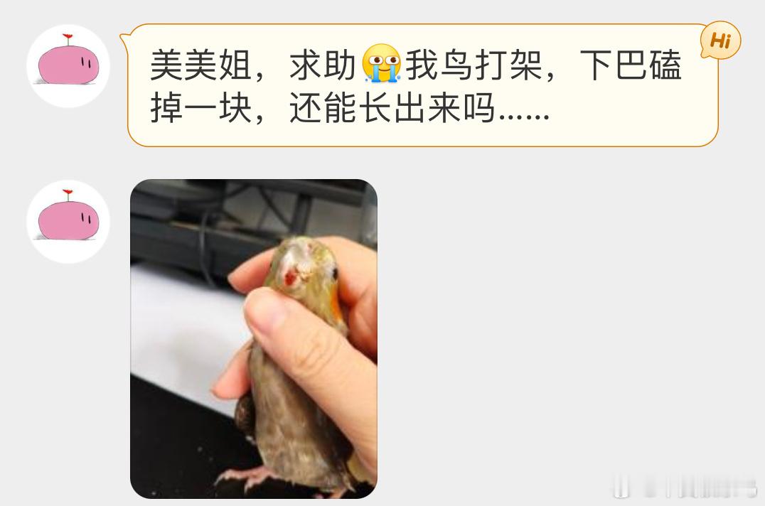 宠物鸟投稿 伤得并不严重，能长出来的有的鸟喙断了一大半也能长好 （不要再打啦！ 