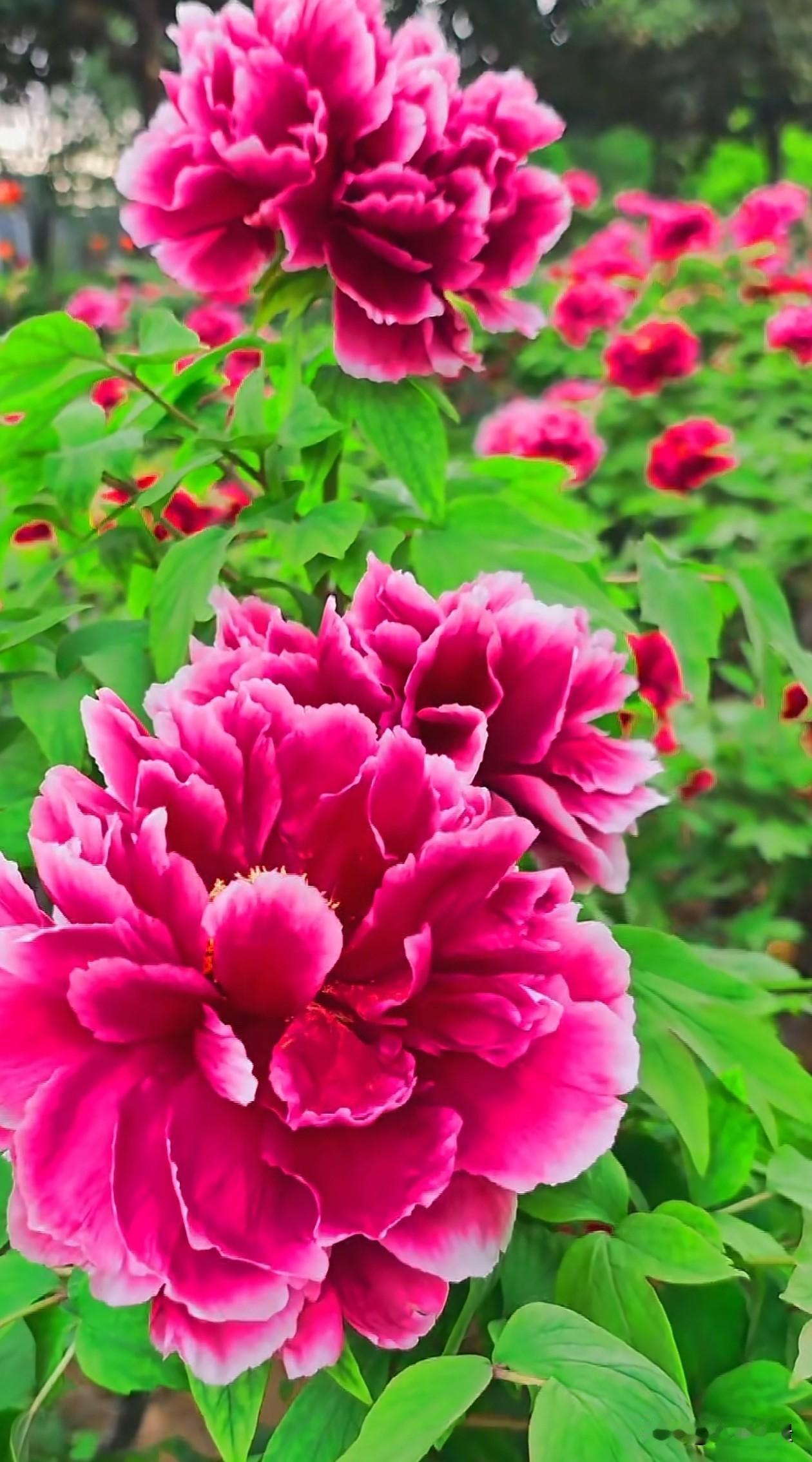 满园玫红牡丹竞相绽放，层层花瓣自带一圈柔和白边，深浅渐变的花色艳丽却不俗。蓬松繁