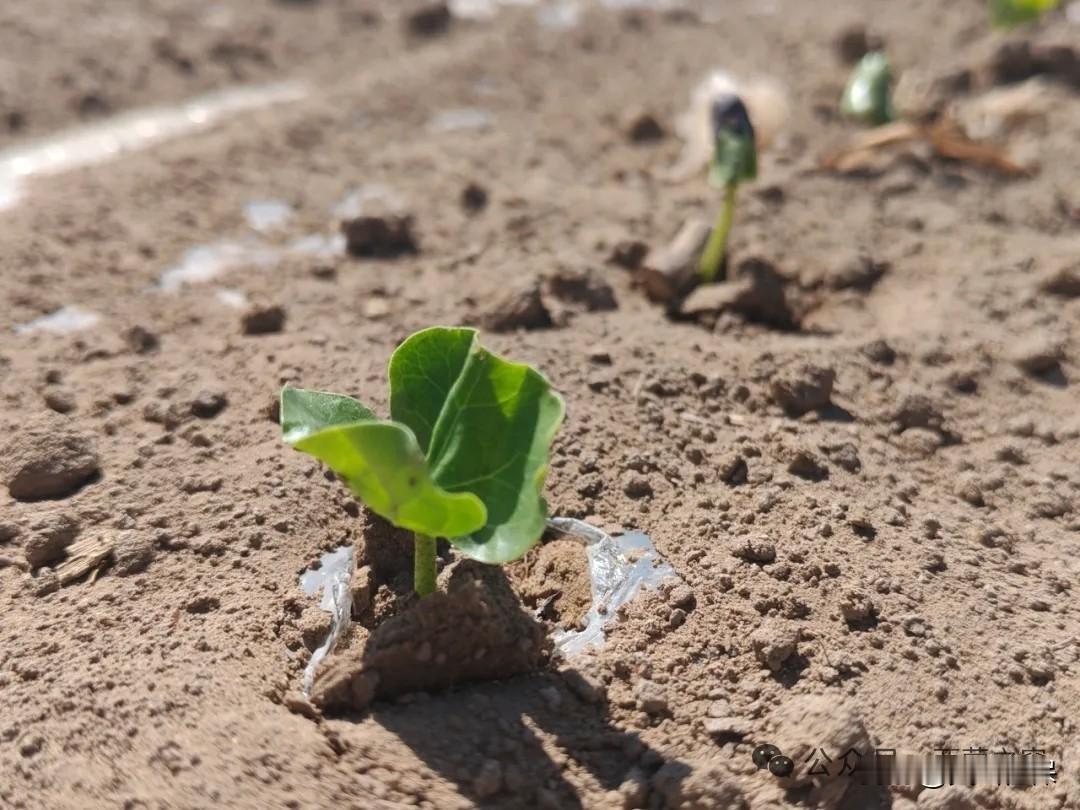 今年春天最想实现的心愿 今年春天，我最想实现的心愿就是看到棉花出土。棉花对于农民