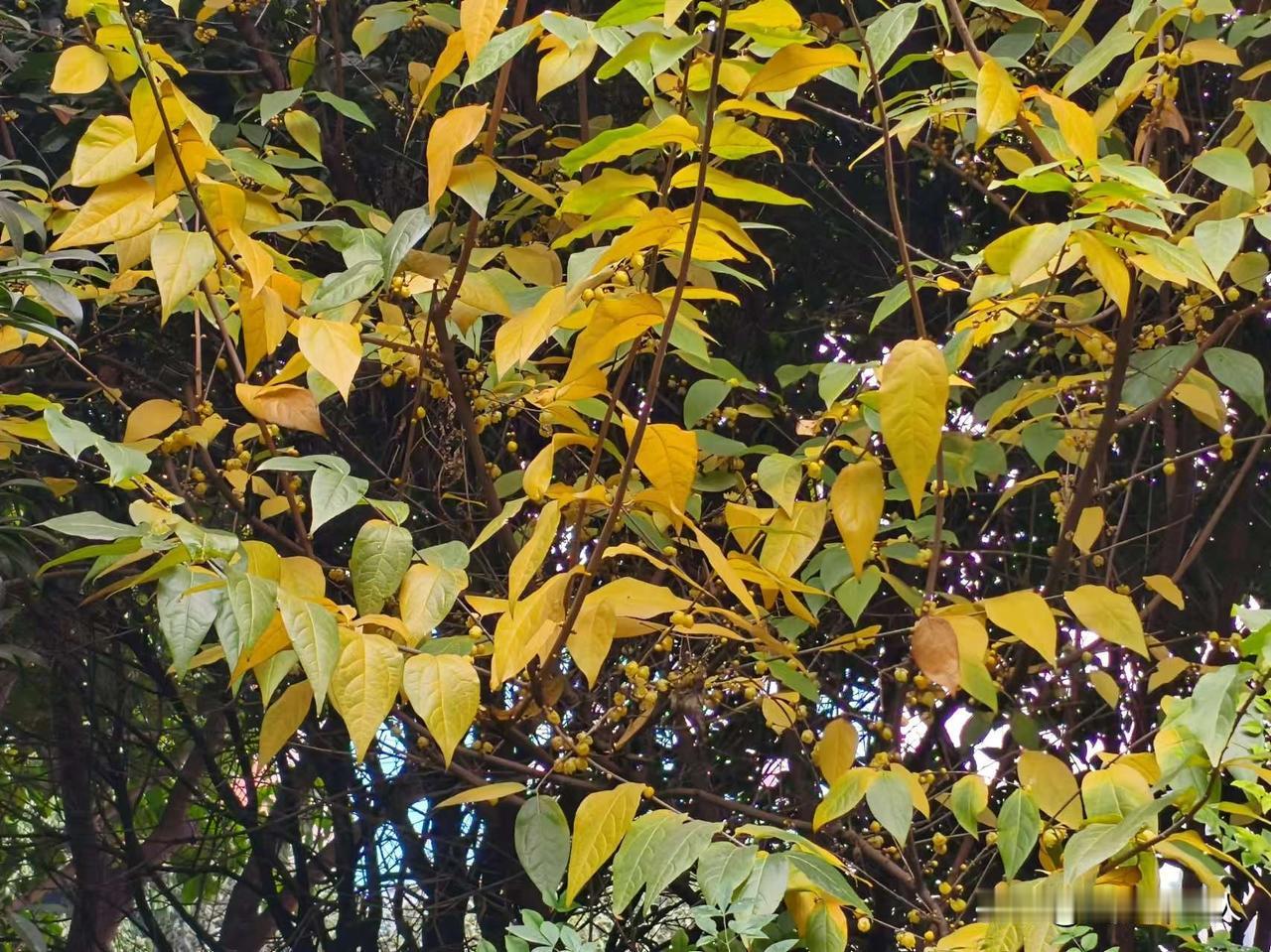 你最喜欢梅花的哪种品格呢? 朔风卷地，寒雪压枝，唯有腊梅傲然绽放。嫩黄的花瓣缀满