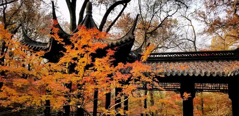 馨漪婉风所作的《七绝 一剪枫情》韵味十足。“默倚栏杆意几重，丹枫画美水相拥”，瞬