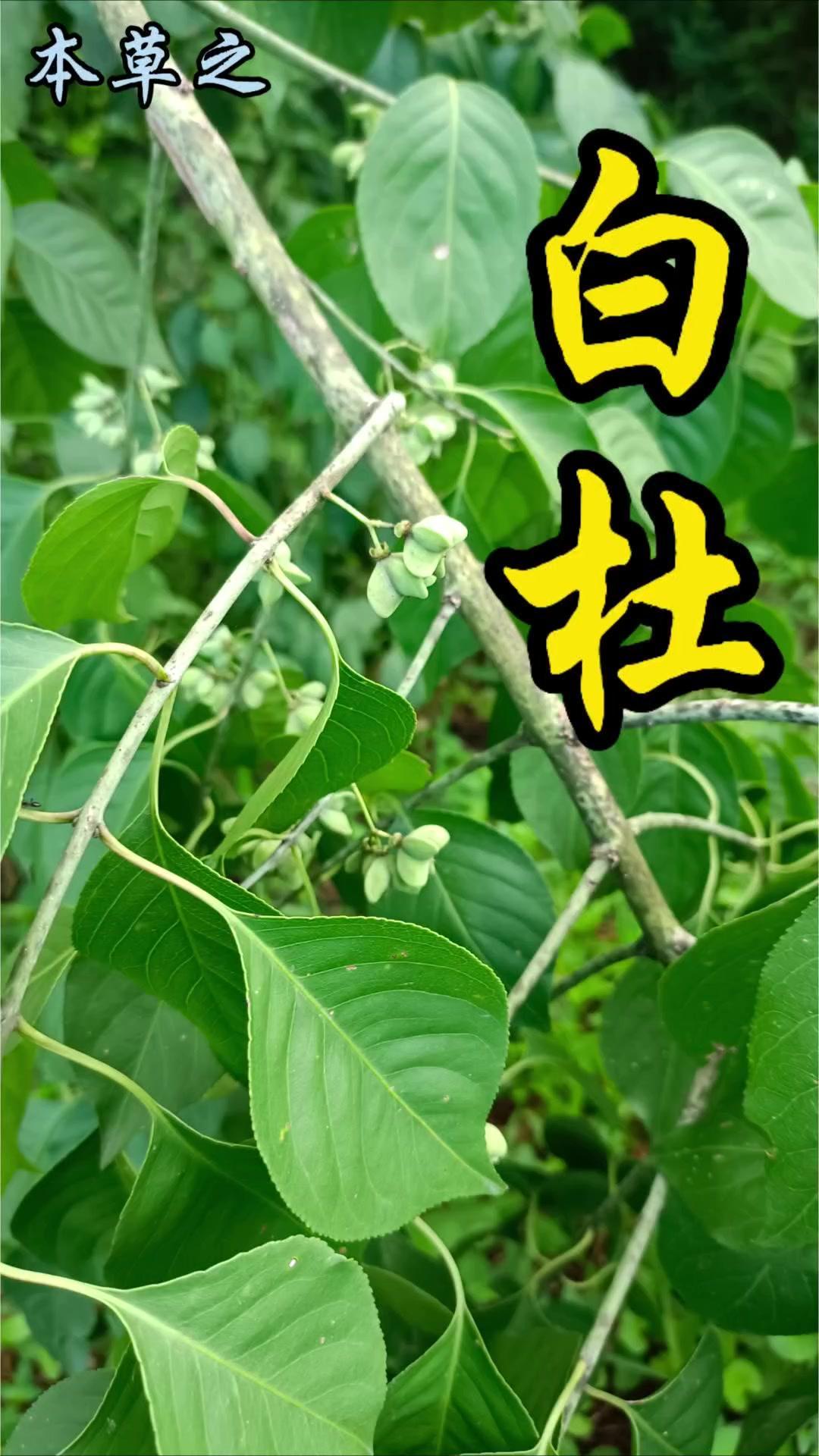 🌿丝绵木，又名白杜，是种低调又好看的落叶小乔木。春天开淡绿色小花，秋天结粉红色