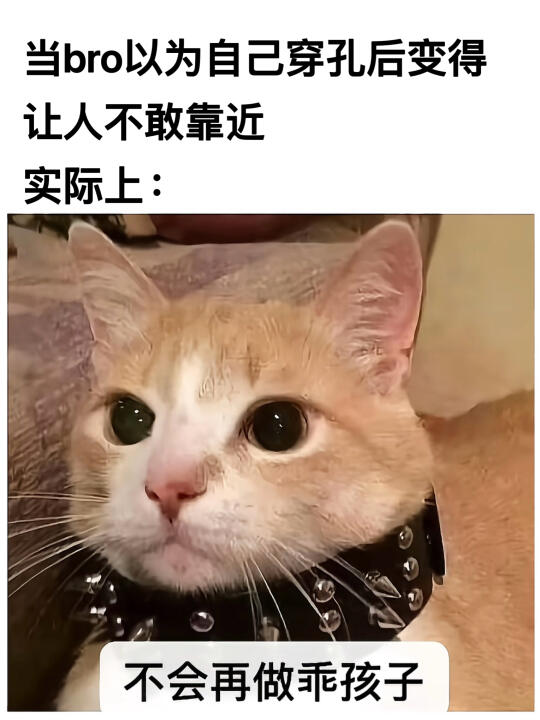 关于小猫的梗图🦴