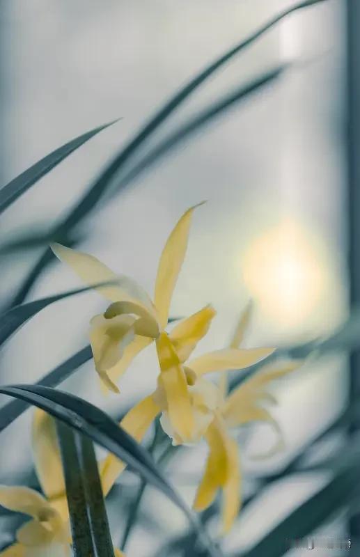 今年春天最大心愿：栽几盆清雅兰花，不追热闹不赶潮，守着几缕幽香，日子慢下来，心情