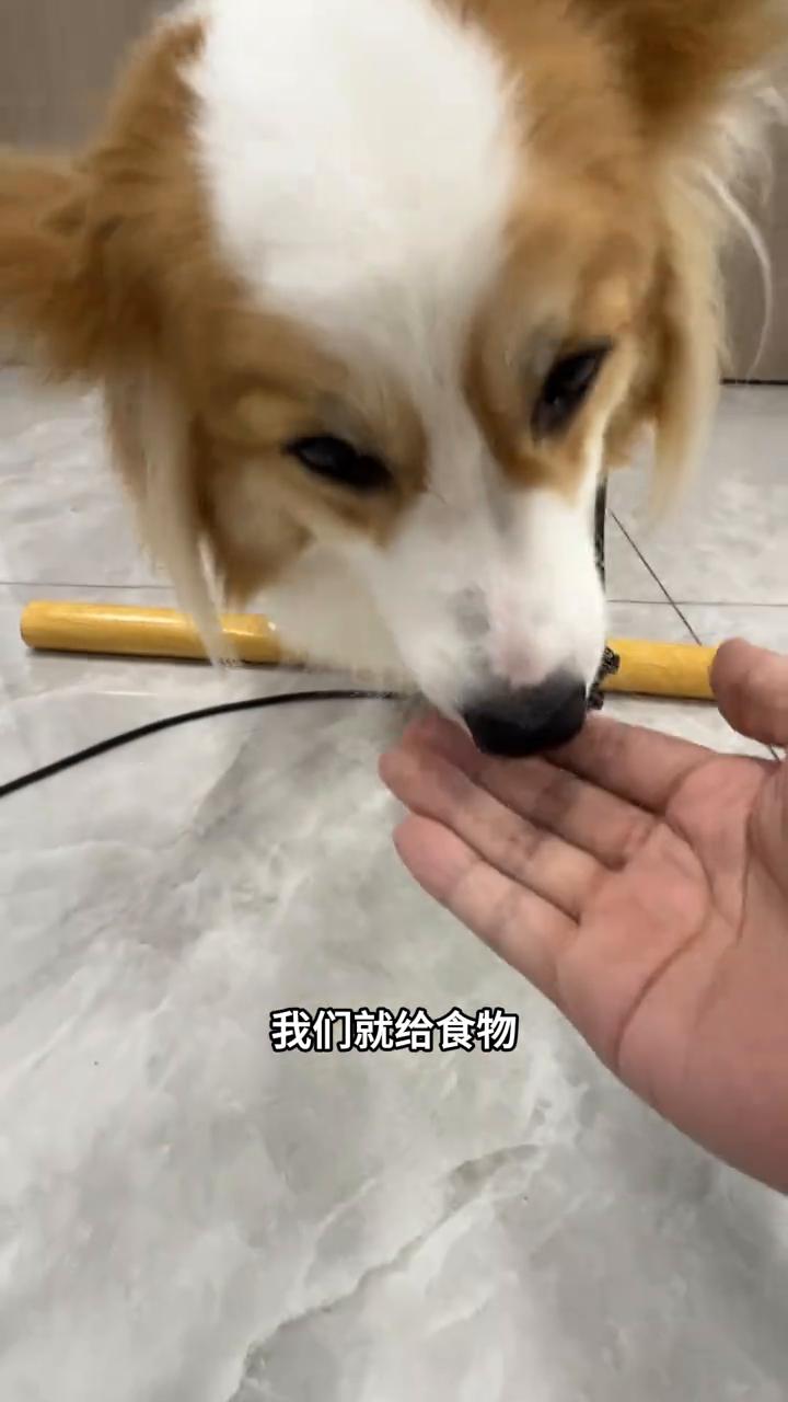 狗狗跳圈训练教程。
跳圈这个动作也是非常简单的。拿一个棍子给毛孩子放在地上，只要