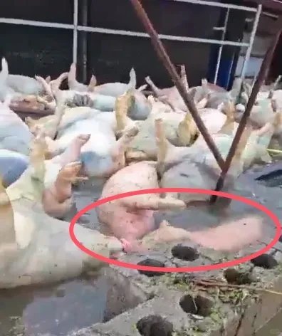 数千头死猪中一头活猪游向船只近日，受台风“美莎克”及持续强降雨影响，广西多地遭遇
