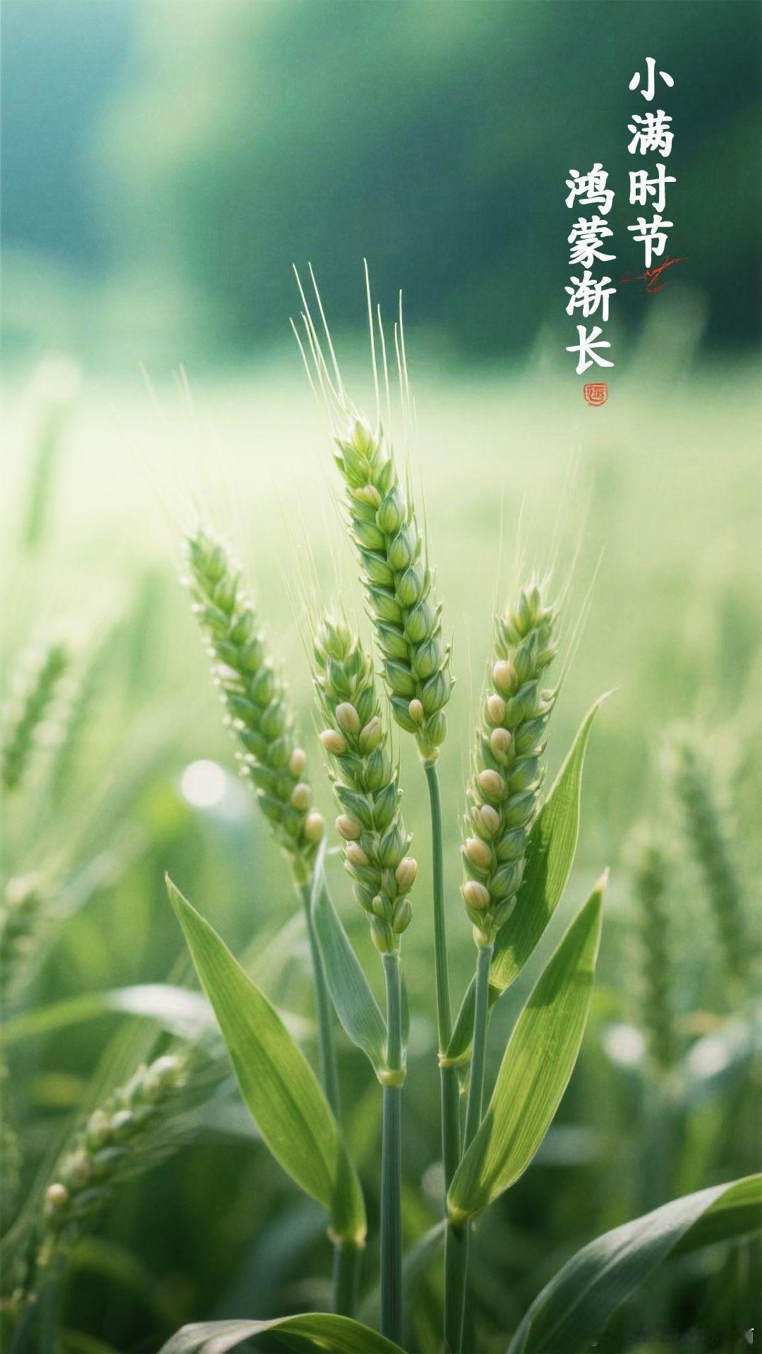 小满时节鸿蒙渐长 小满至，天地间弥漫着蓬勃的朝气，一切都呈现出欣欣向荣之态。鸿蒙