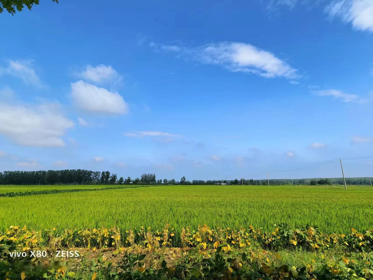 我的家乡江苏沛县是一座美丽的滨湖县城，京杭大运河穿境而过，县域河湖密布水网纵横，