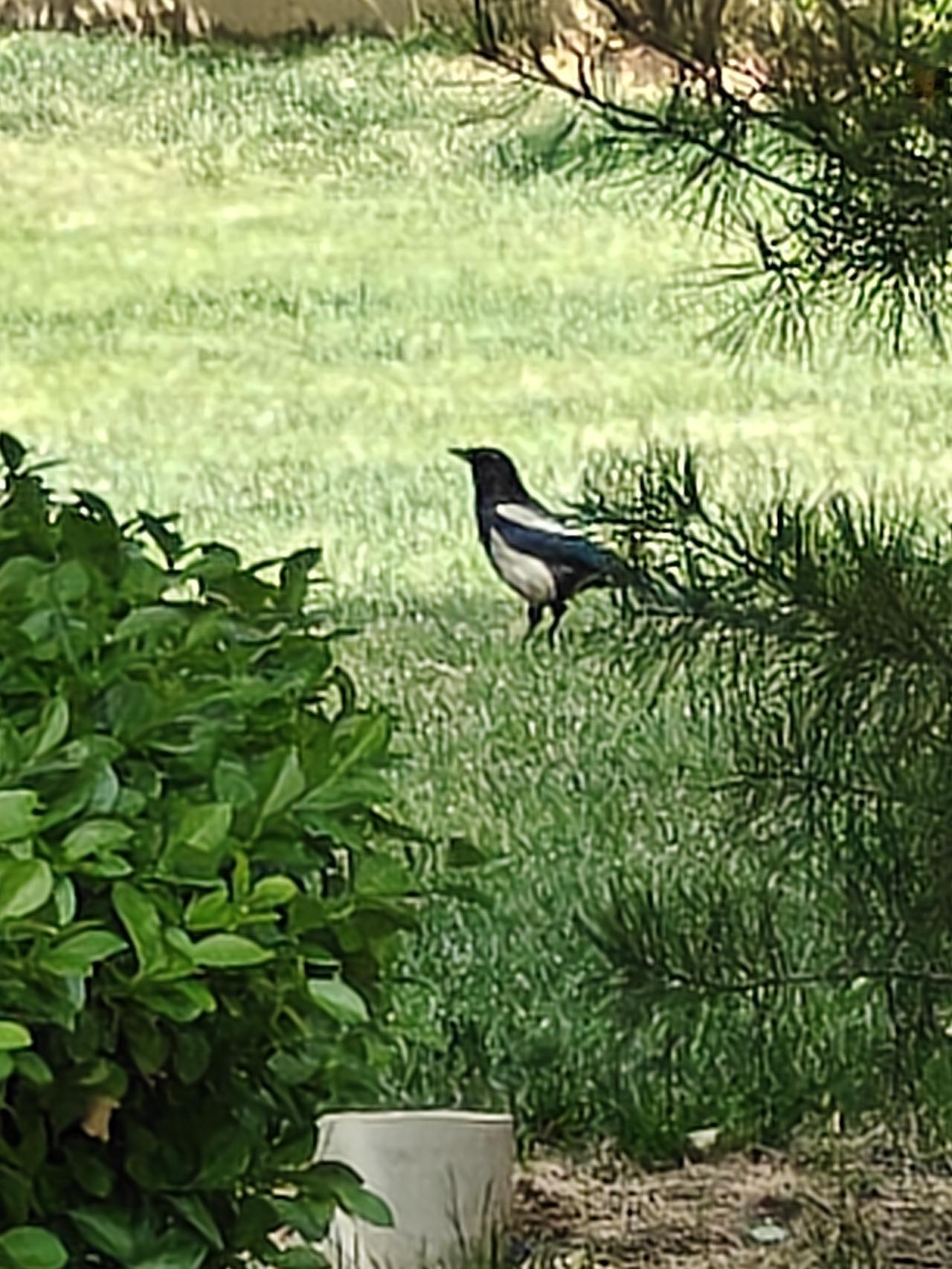 春日生活打卡季春天阳光下喜鹊悠闲散步